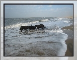 Owczarki francuskie Briard, Trzy, czarne, fale